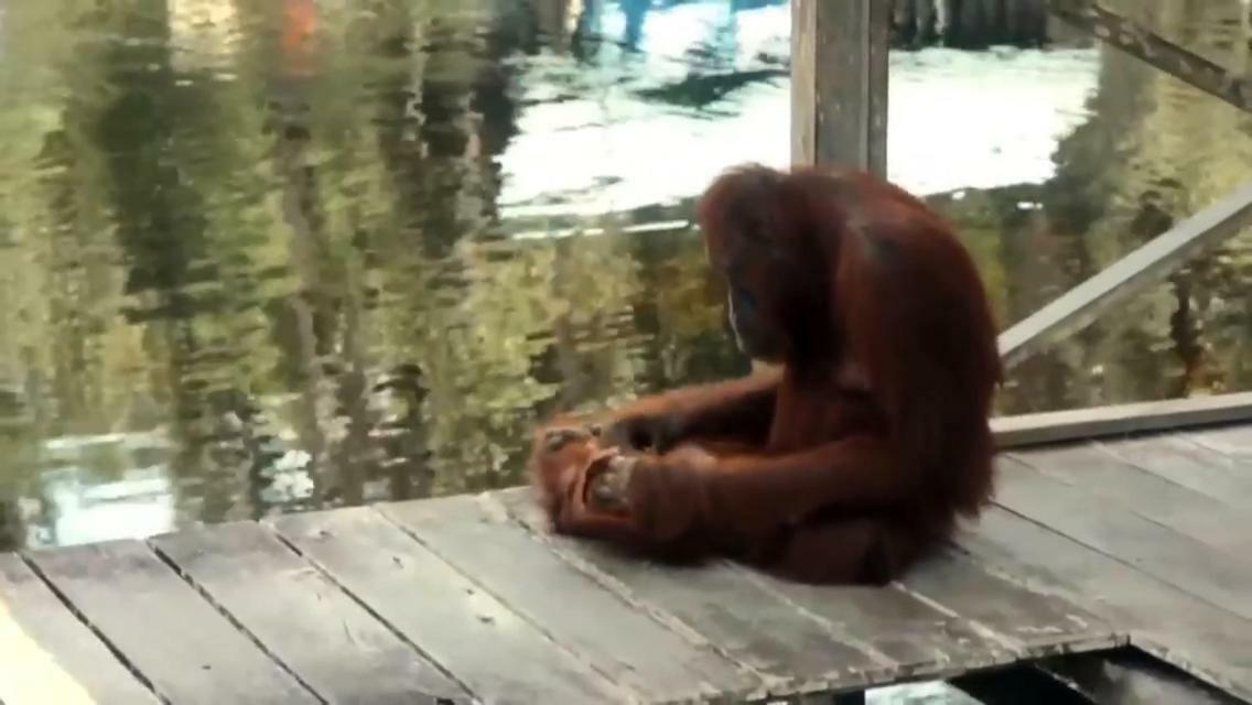 Orangutan Shaka Houseboat With Cabin Pangkalanbuun Exteriér fotografie