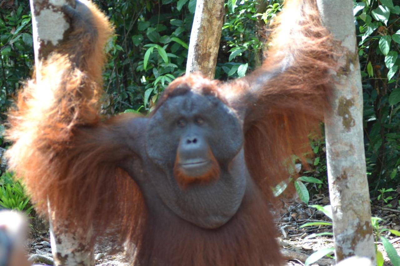 Orangutan Shaka Houseboat With Cabin Pangkalanbuun Exteriér fotografie